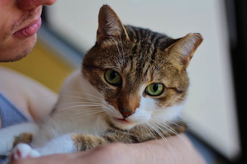 Happy 5th Birthday to our Cat Beau! A Year Round-Up