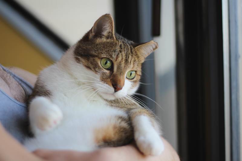 beau-being-held-by-the-window