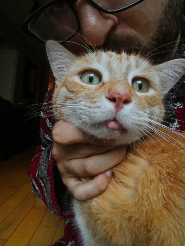 stevie-swollen-chin-eosinophic-granuloma-complex-3