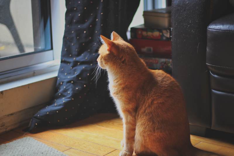 stevie-standing-by-window-looking-out
