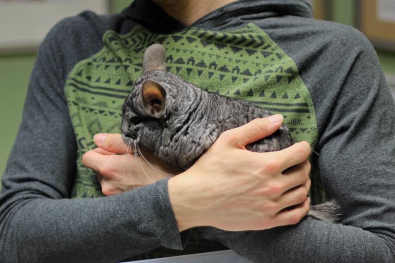 Are Chinchillas Nocturnal? Chinchilla Sleeping Habits