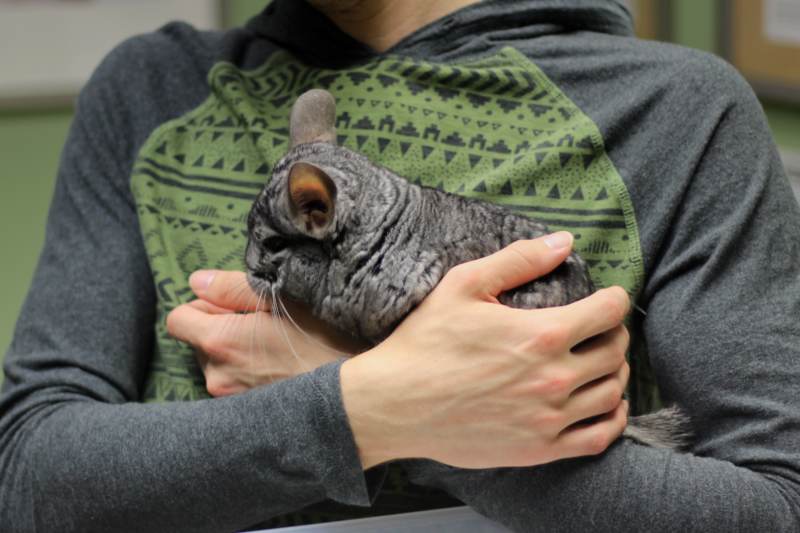 gary-being-held-at-the-vet