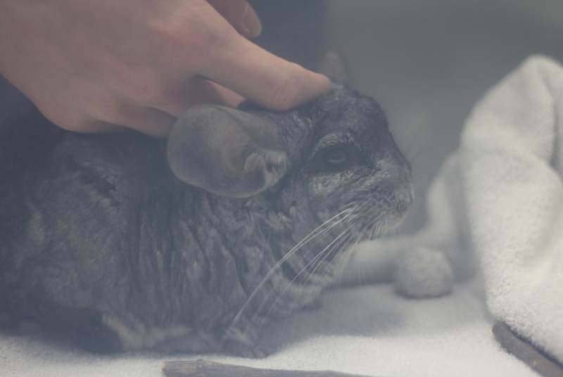 gary-being-pet-in-container-vet