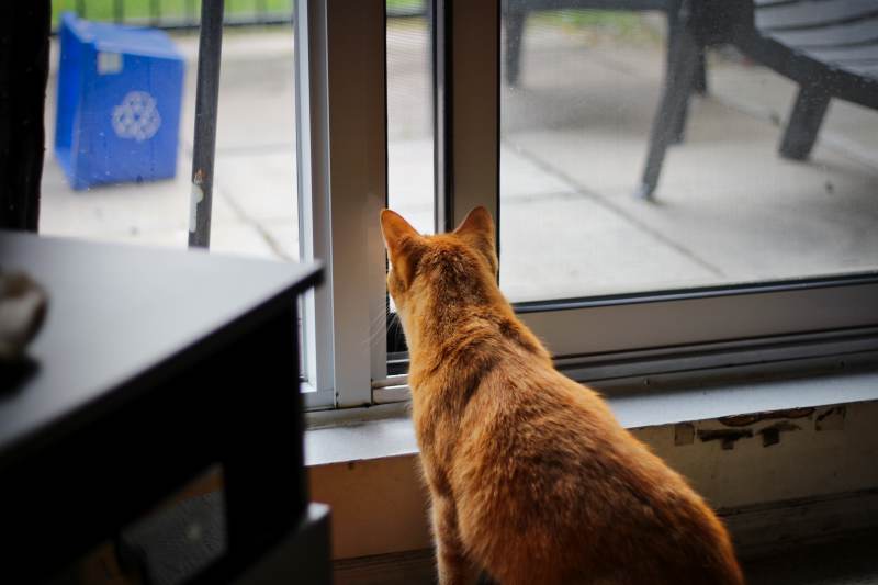 stevie-looking-out-window-for-birds