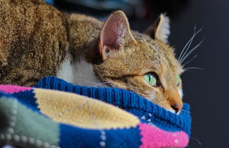 Why Do Cats Sleep with Their Eyes Open? Should I Be Worried?