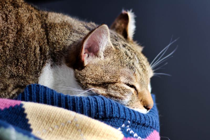 beau-sleeping-close-up-cat