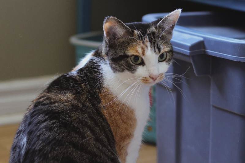 Can Cats Eat Chocolate? What to Do If Your Cat Eats Chocolate