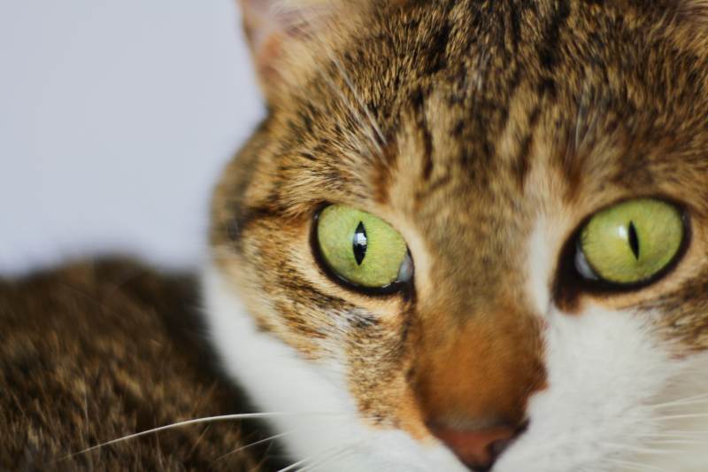 beau-close-up-eyes