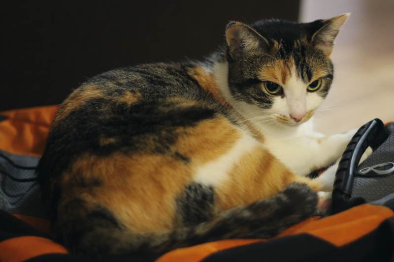 kalista-sitting-on-backpack