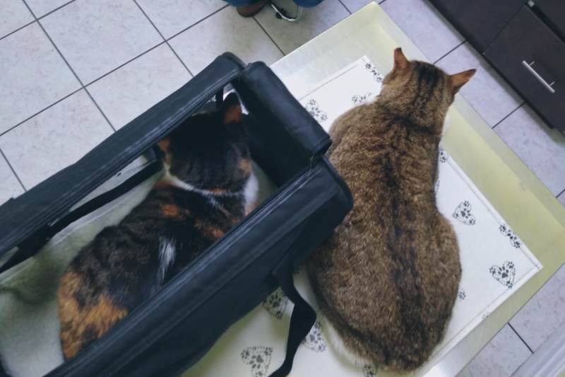 Taking Both Cats to the Vet & Update on Beau’s PU Surgery 2 Years Later