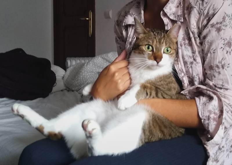 Continual Grieving for My Cat Beau –  Part 1