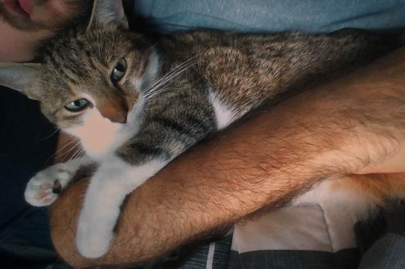 Continual Grieving for My Cat Beau – Part 2 – Nightmares